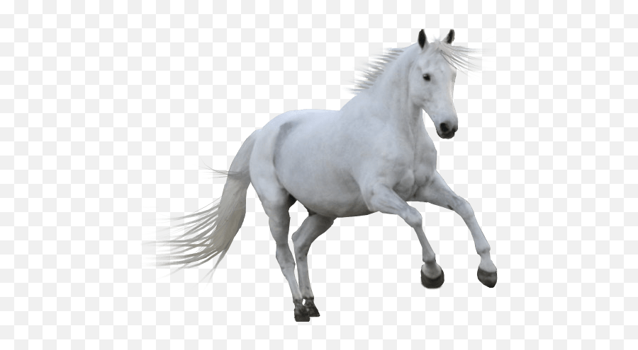 White Horse Transparent Png - White Horse Transparent Emoji,Horse Png