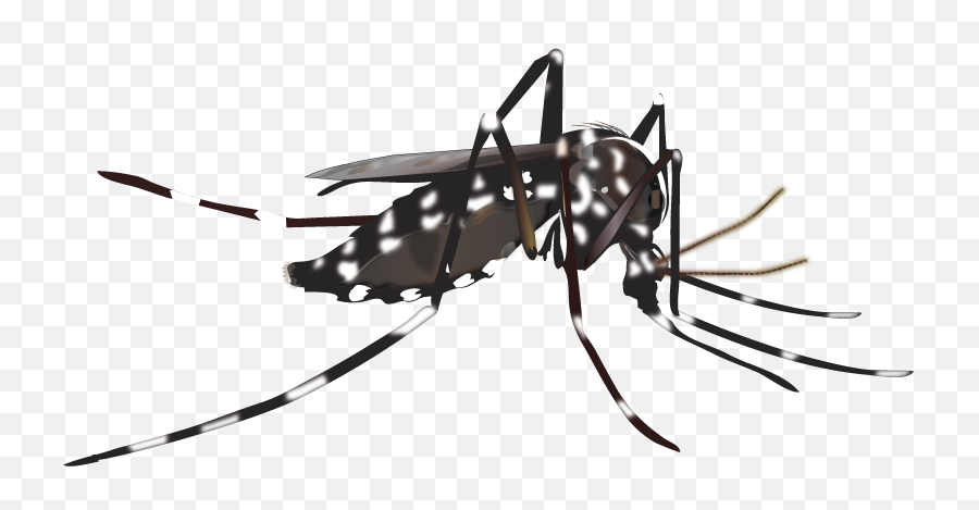 Yellow Fever Mosquito Png U0026 Free Yellow Fever Mosquitopng - Transparent Dengue Mosquito Png Emoji,Fever Clipart