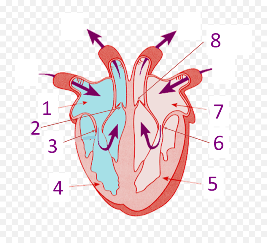 Parts Of The Heart - Heart Images Without Labels Emoji,Human Heart Png