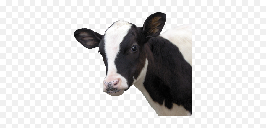 Download Cow Free Png Transparent Image And Clipart Emoji,Cow Head Clipart Black And White
