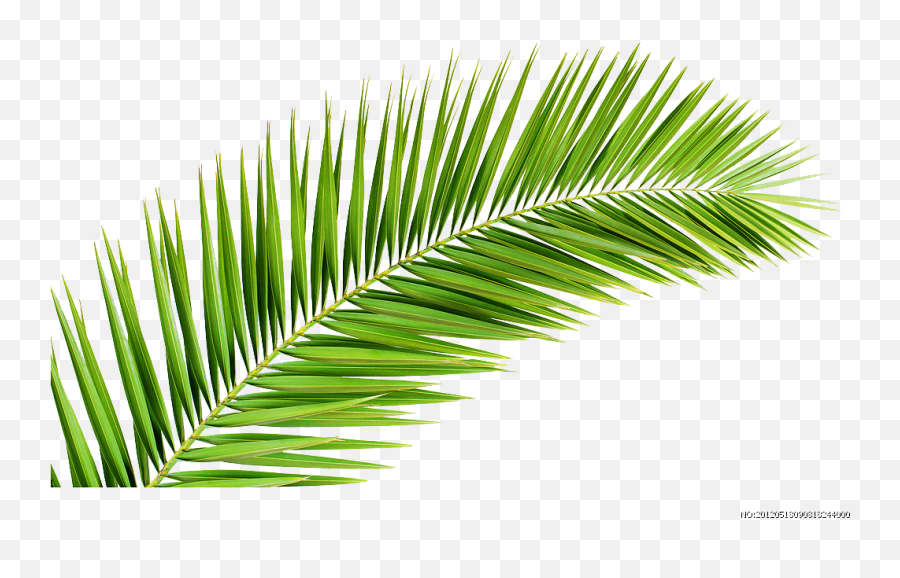 Palm Trees Palm Emoji,Palm Leaves Transparent