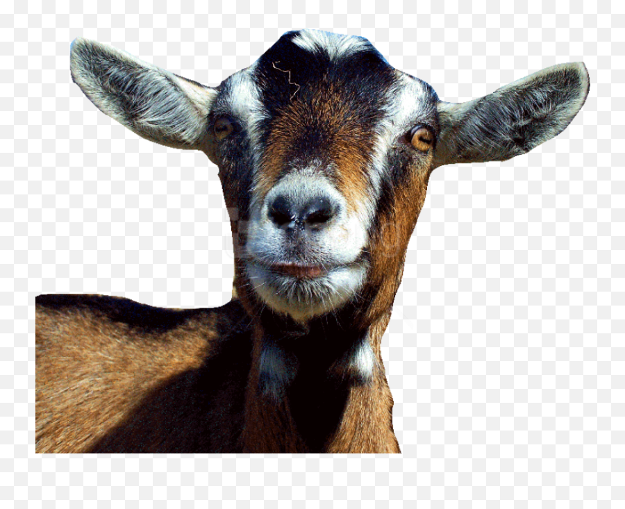 Goat Free S Png Images Background Png Emoji,Goat Transparent Background
