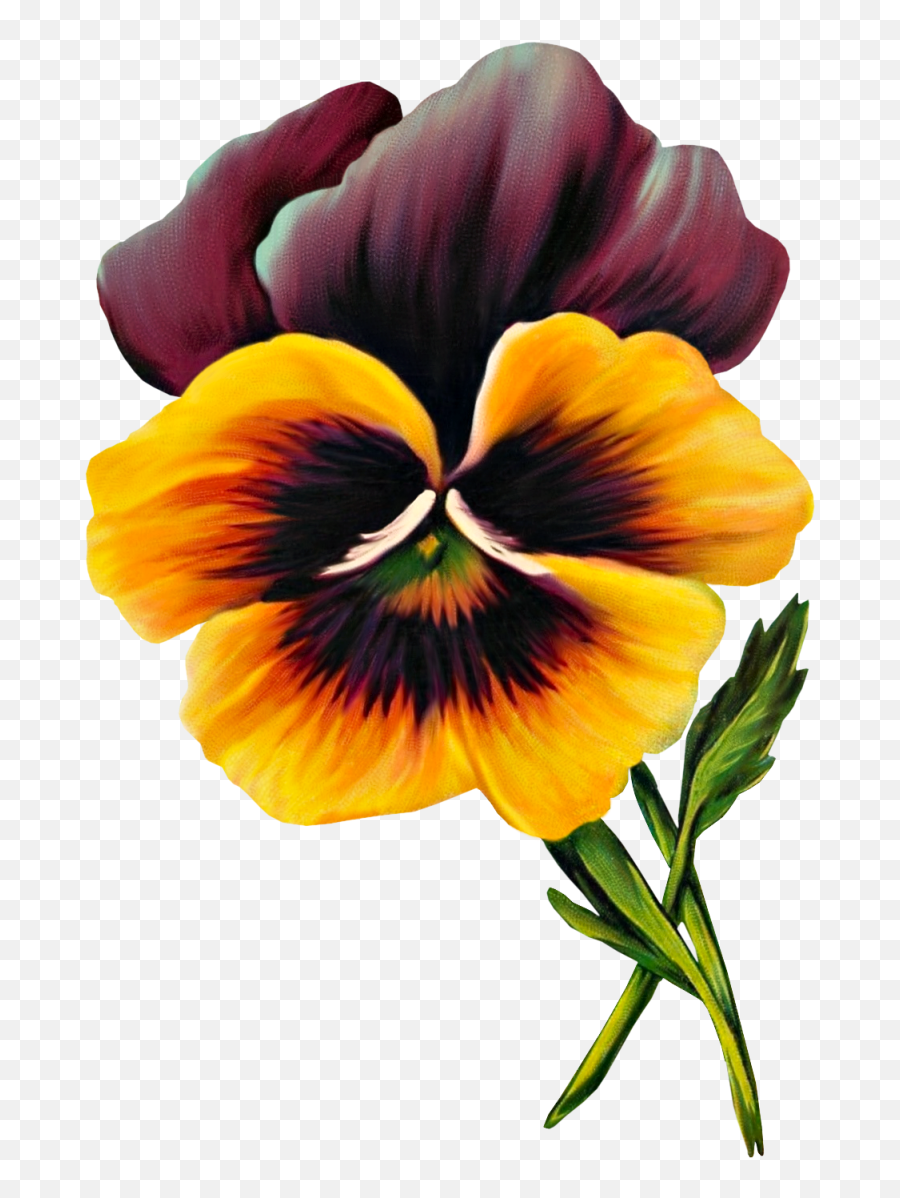 Download Frangipani Clipart Purple Hawaiian Flower Png Image Emoji,Hawaiian Flowers Clipart