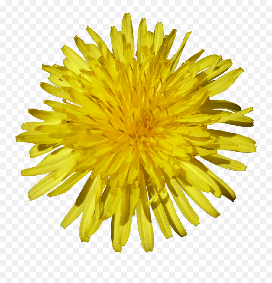 Dandelion Png Alpha Channel Clipart - Yellow Dandelion Png Emoji,Dandelion Clipart