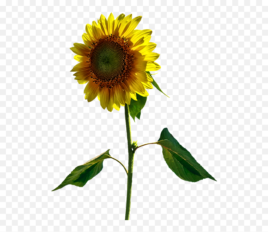 Sunflower Standing Tall Womenu0027s V - Neck Images Emoji,Sunflower Transparent