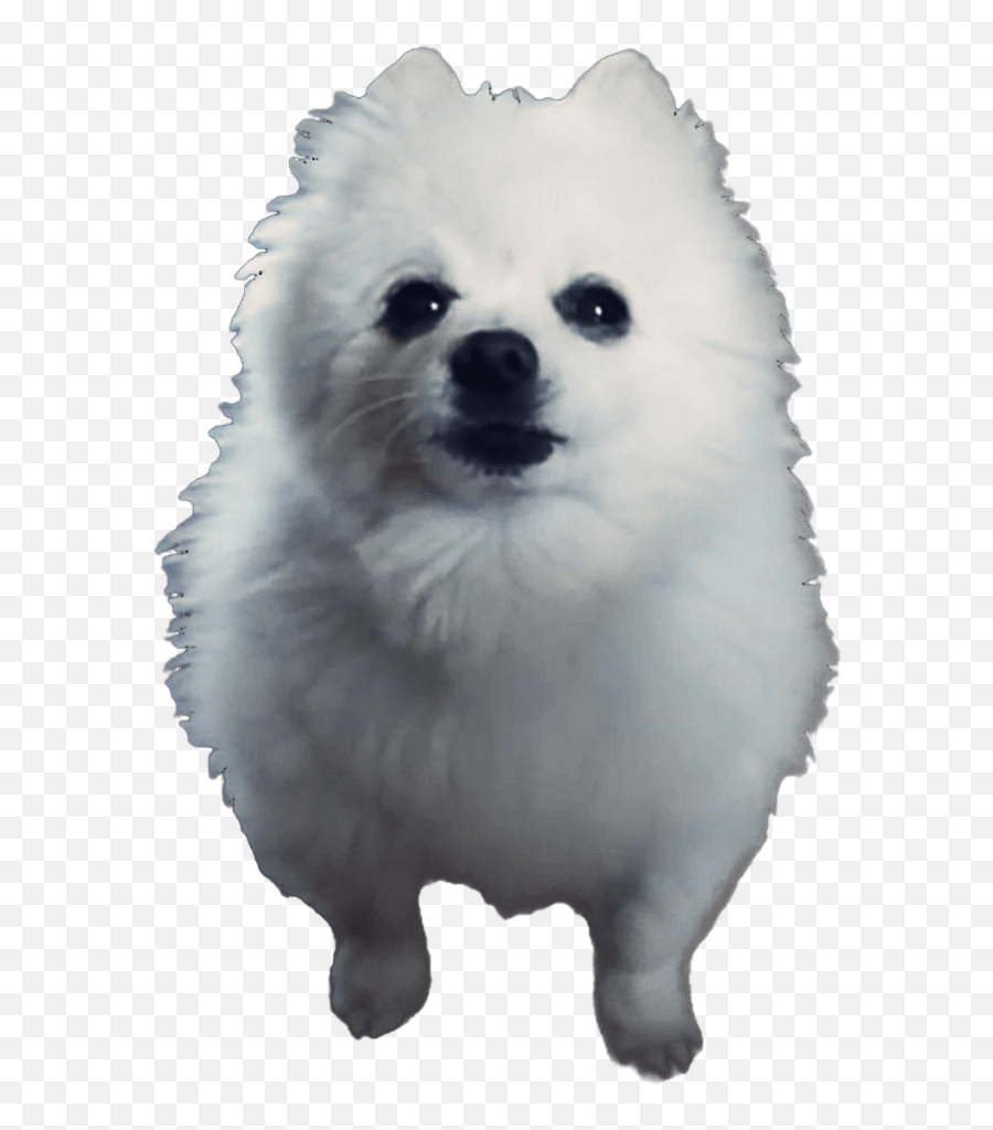 Gabe The Dog Transparent Png - Stickpng Gabe The Dog Png Emoji,Doge Transparent Background