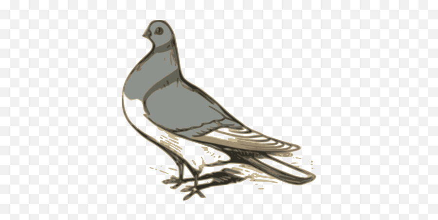Pigeon Png Clip Art Pigeon Transparent - Pigeon White Background Drawign Emoji,Pigeon Clipart