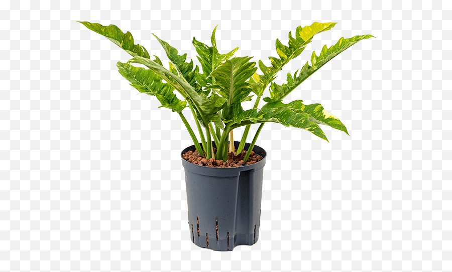 Buy Philodendron Narrow Ring Of Fire - Philodendron Ring Of Fire Png Emoji,Ring Of Fire Png