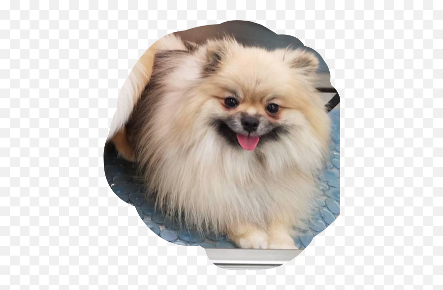 Jeffree Star Pomeranians - Dog Supply Emoji,Jeffree Star Logo