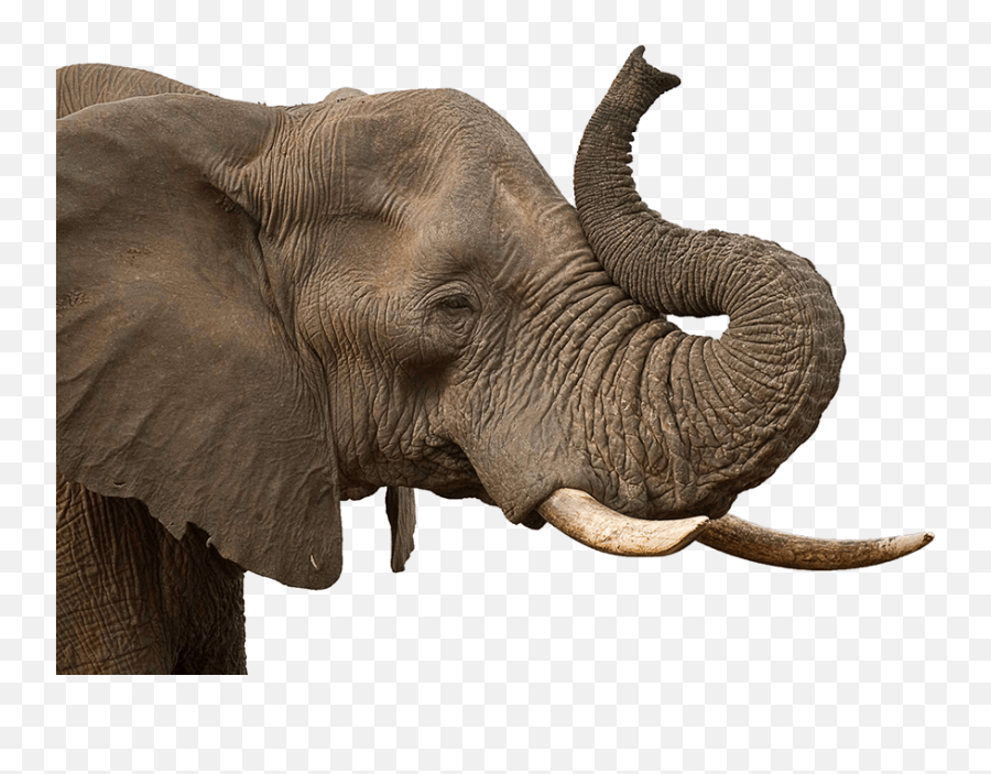 Elephant Trunk Transparent Png - Transparent Elephant Head Png Emoji,Elephant Png