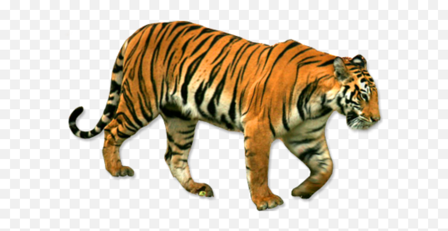 Tiger Png Transparent Background Image For Free Download 4 - Tiger Png Emoji,Tiger Transparent Background