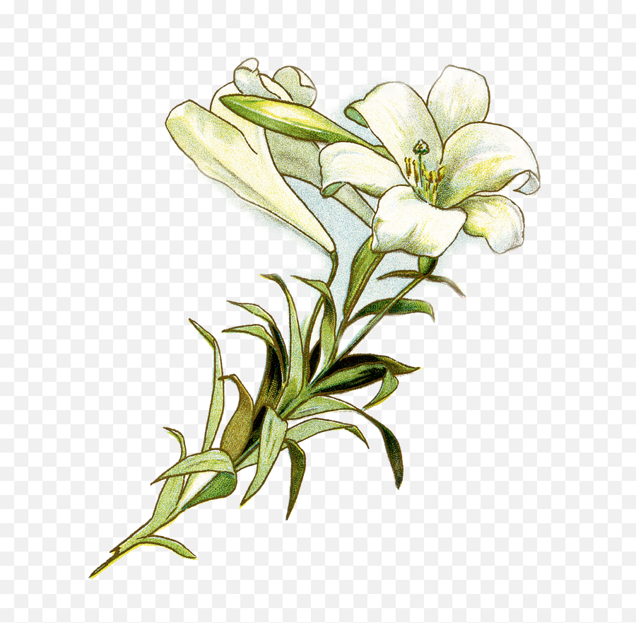 Download Hd Picture - Transparent Easter Lily Clipart Emoji,Easter Lily Clipart
