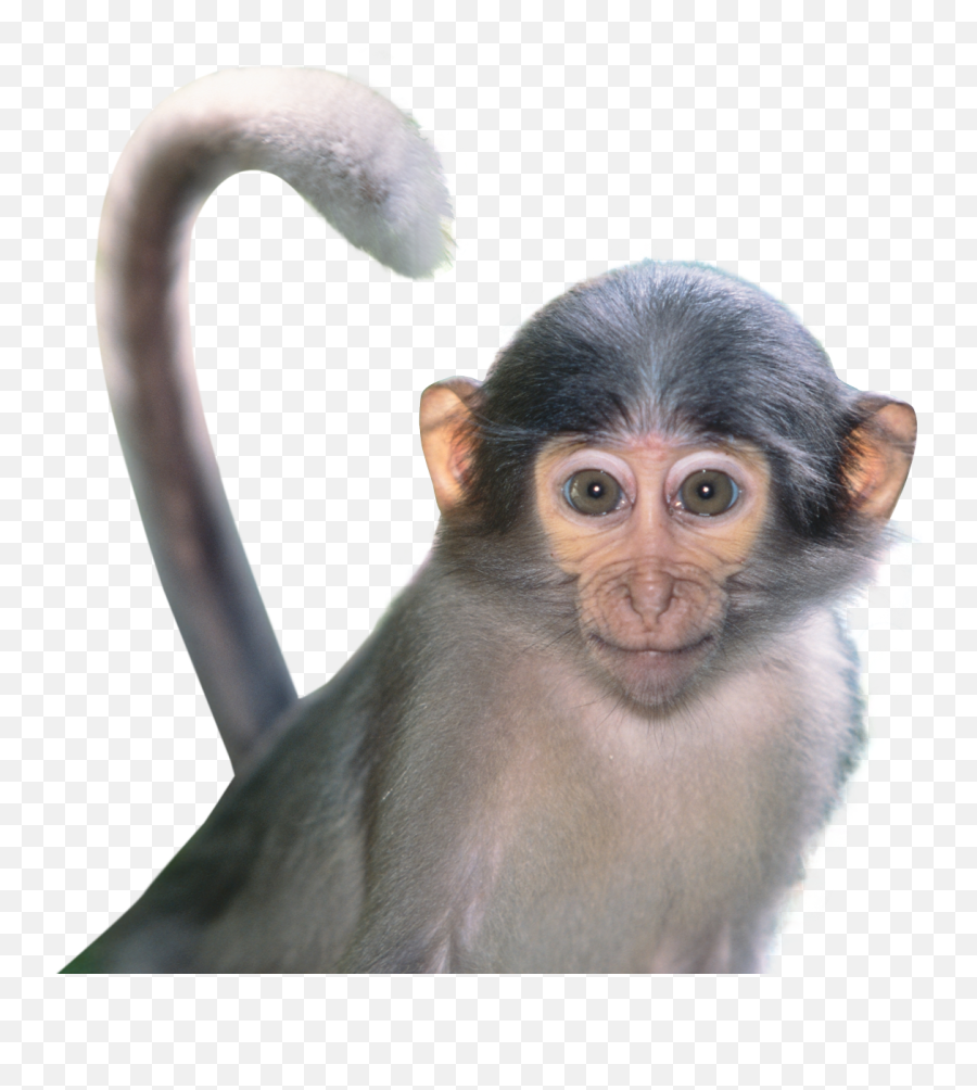 Monkey Png Image Emoji,Monkey Transparent Background