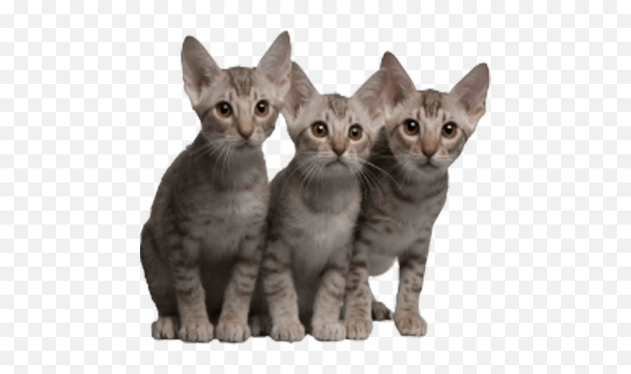 Cats Transparent Image Three Kittens - 5 Cats Png Emoji,Cat Transparent
