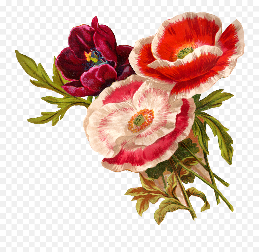 Antique Images Vintage Poppy Flower Clip Art Botanical Emoji,Wild Flower Clipart