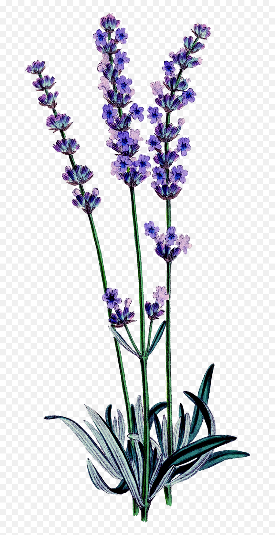 Lavender Flowers Watercolor Clipart Free Stock Photo Emoji,Watercolor Wreath Clipart