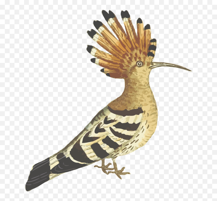 Bird African Hoopoe Computer Icons Download - Hud Hud Bird Hoopoe Png Emoji,Hud Png
