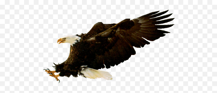 American Bald Eagle - Clipart Best Clipart Best Eagle Striking Emoji,Bald Eagle Clipart