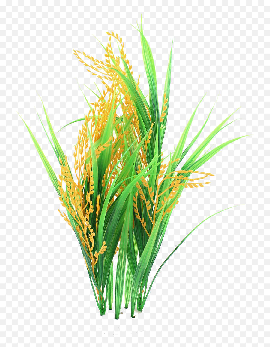 Rice Plant Clipart Png Transparent Images U2013 Free Png Images - Transparent Rice Plant Png Emoji,Plant Clipart