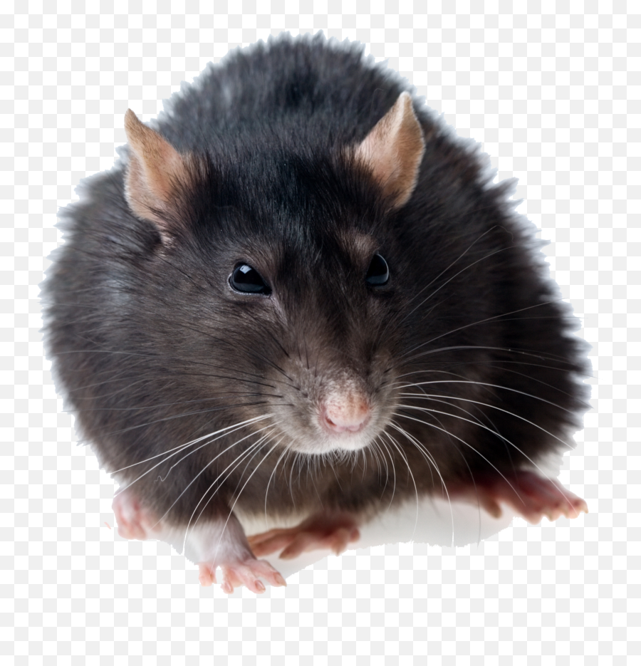 Clipart Rat Transparent Background - Rat Transparent Png Emoji,Rat Transparent Background
