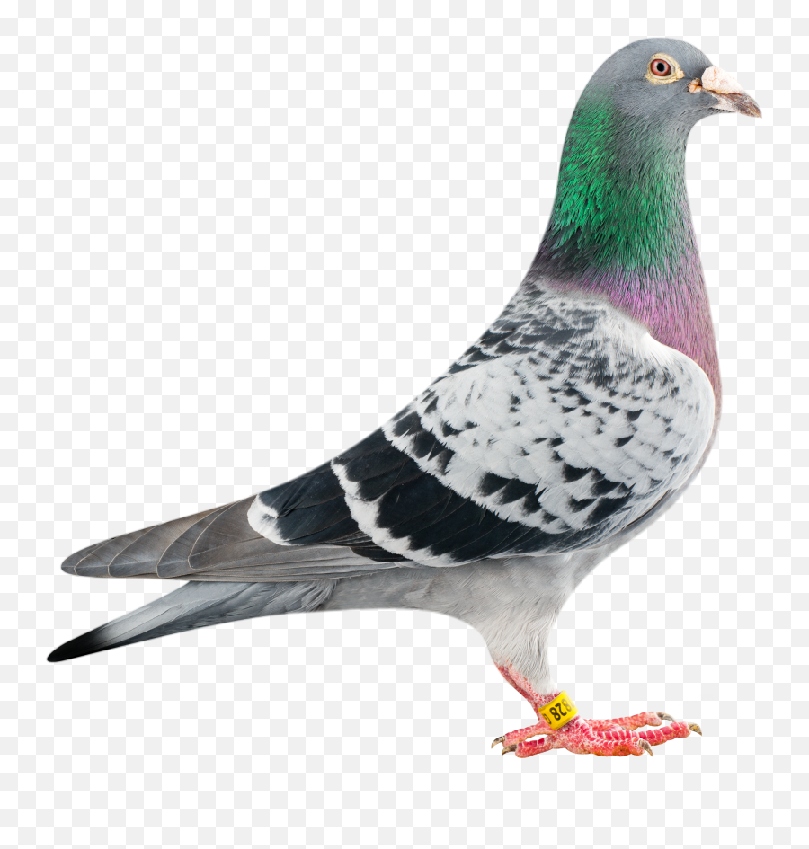Pigeon Clipart Racing Pigeon Pigeon - Pigeon Png Transparent Emoji,Pigeon Clipart