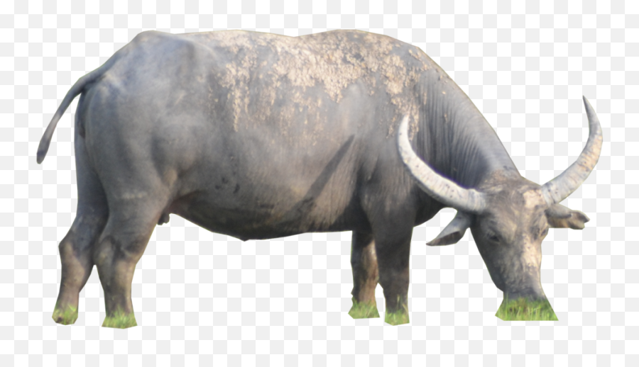 Ox Animal Png Hd Image Png All - Buffalo Png Emoji,Animals Png