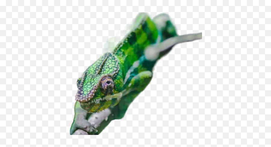 Photo Of Chameleon On Tree Branch Transparent Background Emoji,Lizard Transparent Background