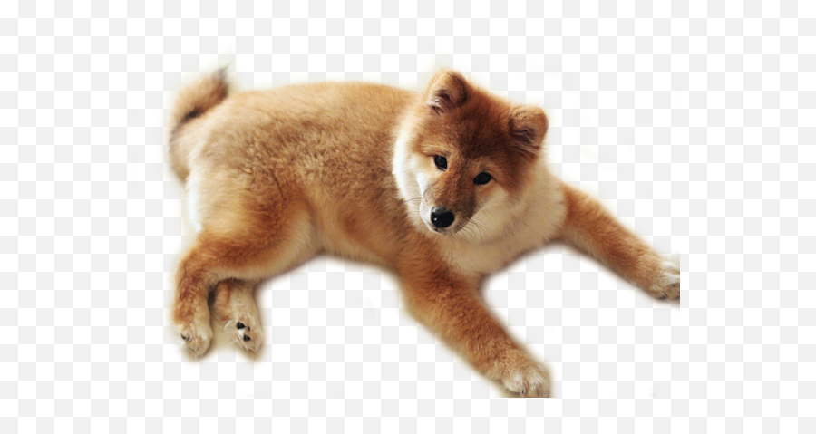 Cute Dog Png Transparent Background Free Download 22643 - Dog Blank Background Emoji,Dog Png