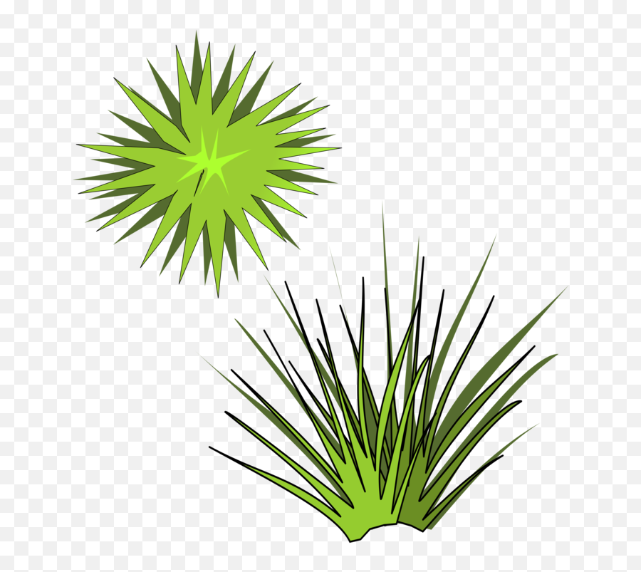 Bush Plant Png - Plants Drawing Leaf Flower Shrub Spiky Plant From Above Transparent Emoji,Plant Clipart