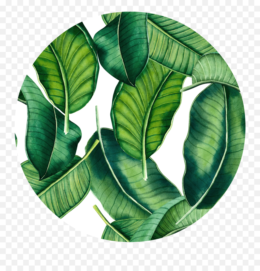 Download 88 Banana Leaf Png - Tropical Banana Leaves Png Png Banana Leaf Leaves Png Emoji,Tropical Leaf Png