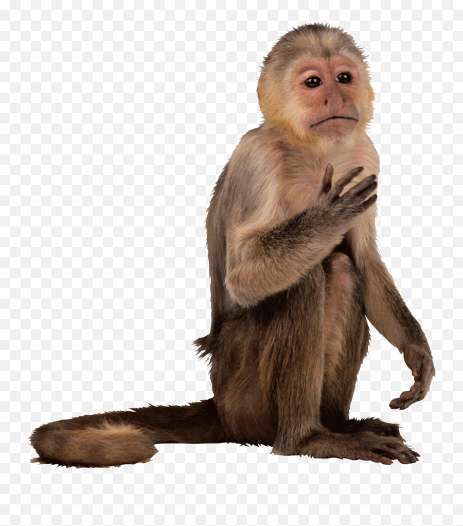 Monkey Face Png - Transparent Background Capuchin Monkey Png Emoji,Monkey Transparent Background