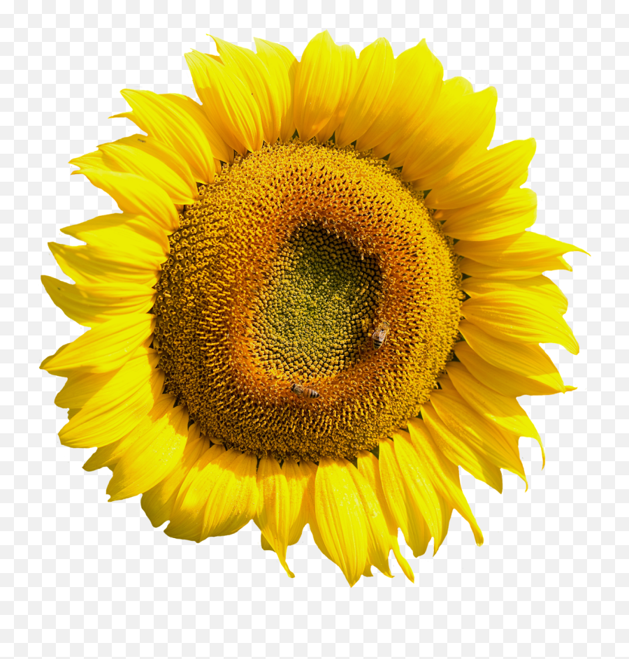 Yellow - Nostra Immaginazione Ingrandisce Cosi Tanto Il Tempo Presente Pascal Emoji,Sunflowers Png
