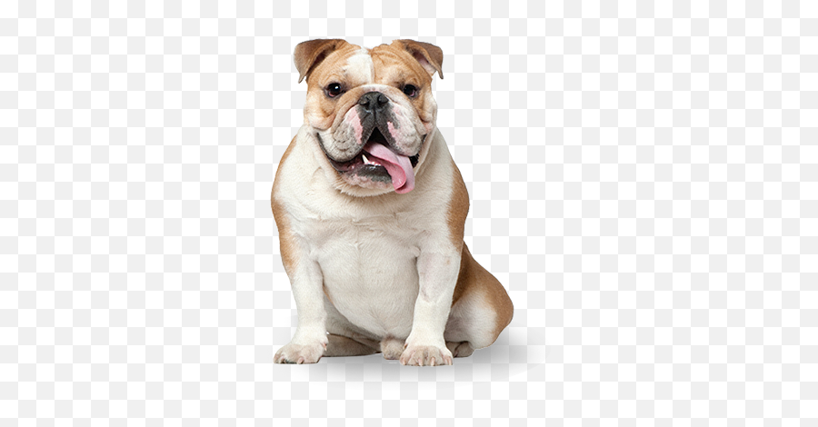 Download Bulldog - More Dogs Than Cats Emoji,Bulldog Png