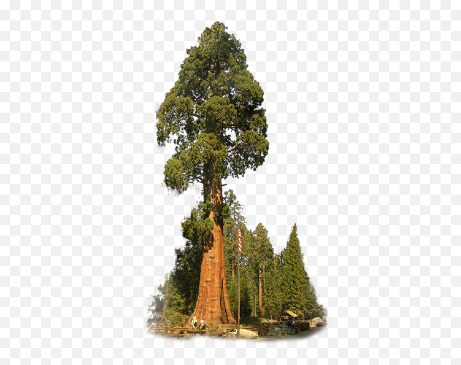 Redwoods Png And Vectors For Free Emoji,Redwood Tree Clipart