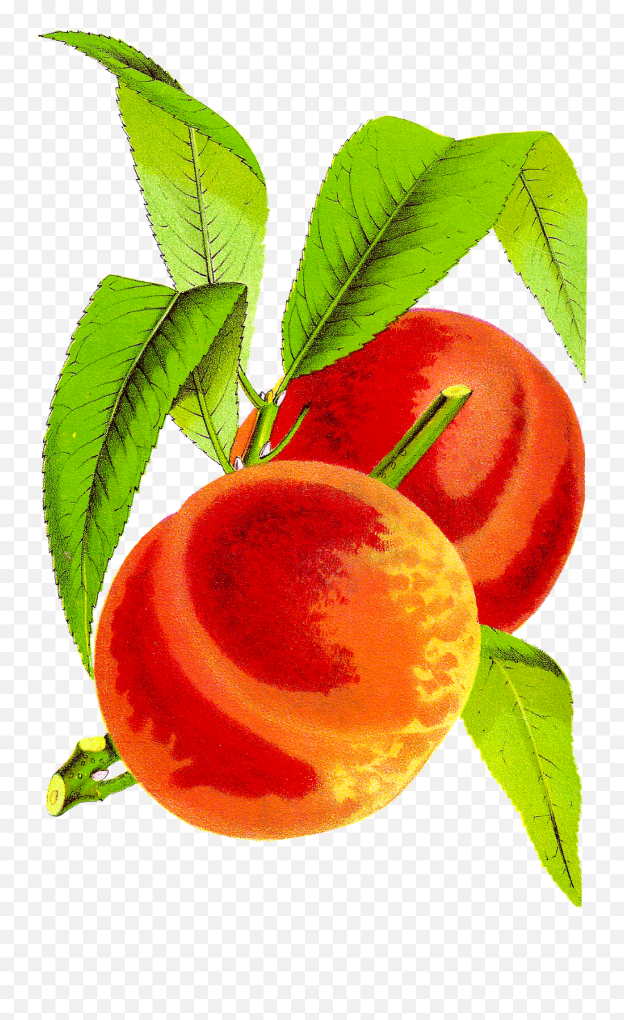 Peach Cobbler Clip Art Transparent Png - Fruits Clip Art With Contrasting Color Emoji,Peach Clipart