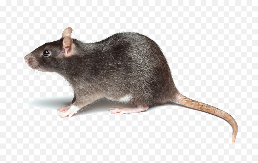 Rat Transparent Image - Rat Png Emoji,Rat Transparent Background