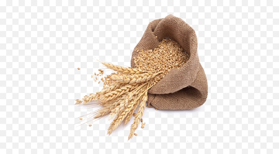 Wheat Png Image File Png All - Barley Png Emoji,Wheat Png