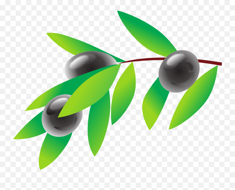 Black Olives On The Vine Clipart Free Download Transparent - Olive Cliparts Emoji,Vine Clipart