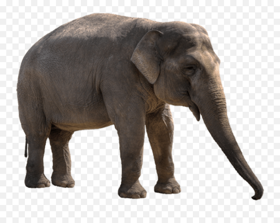 Elephant Png - Asian Elephant Png Emoji,Elephant Png