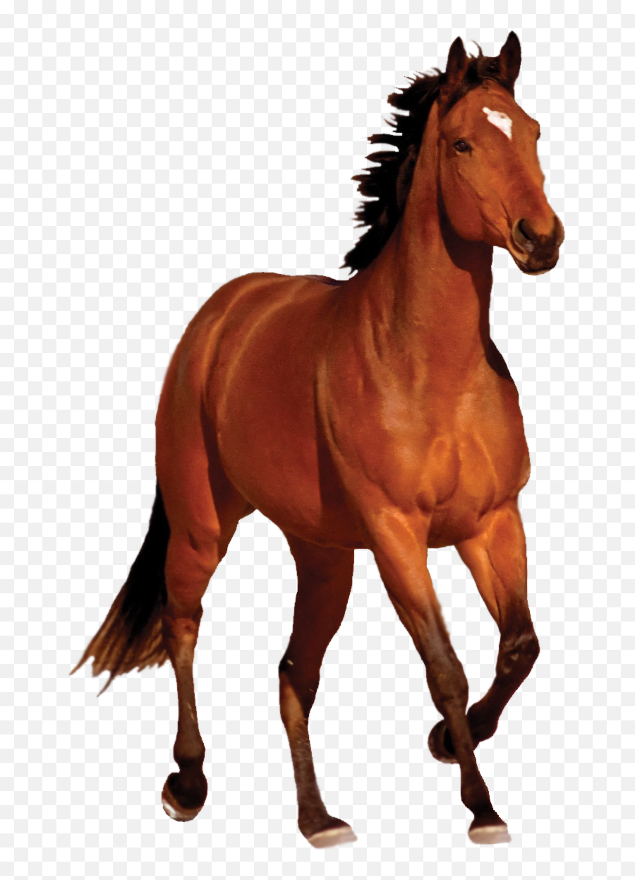 Brown Horse Clipart Hd - Horse Png Transparent Emoji,Horse Clipart