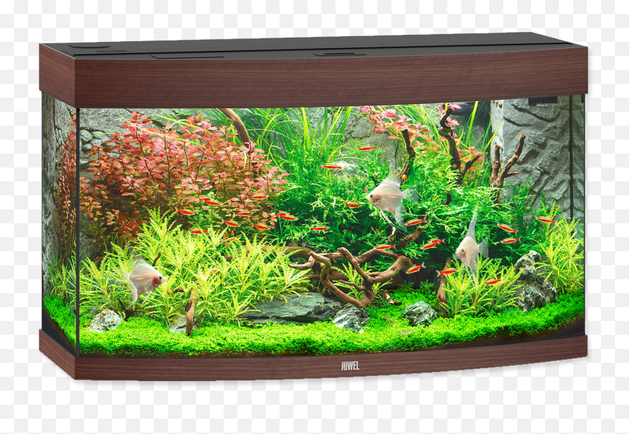 Uploads Aquarium Aquarium Png62 - Png Press Transparent Emoji,Tank Transparent Background