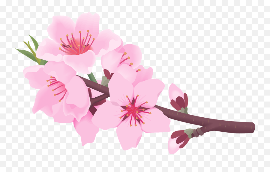 Peach Blossoms Clipart Free Download Transparent Png Emoji,Cherry Blossom Tree Clipart