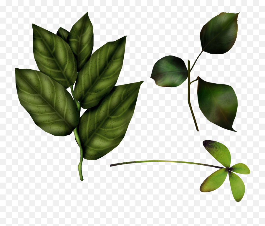 Green Leaf Png Emoji,Green Leaves Png