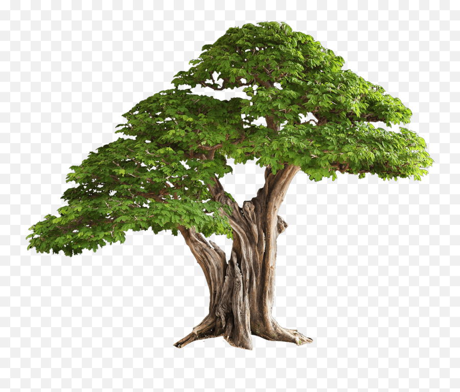 Download Tree Free Png Image Hq Png - Tree Images Hd Png Emoji,Tree Png