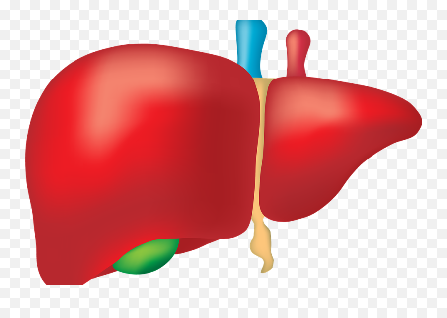 Liver Png Clipart - Clear Background Liver Transparent Background Emoji,Liver Png