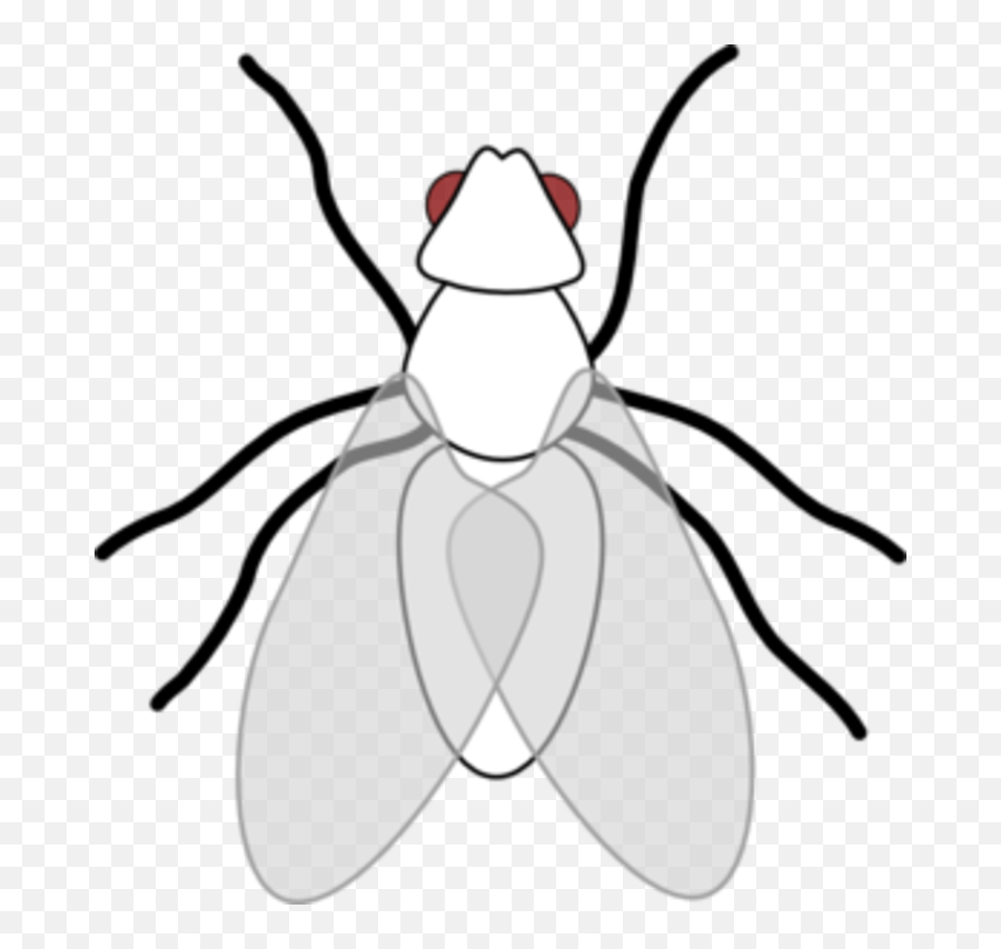 Free Fly Cliparts Download Free Clip - Outline Flies Clip Art Black And White Emoji,Fly Clipart