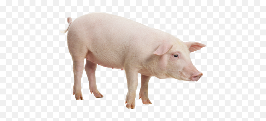 Animal Feed Manufacturer U0026 Supplier Livestock U0026 Pet Feed Emoji,Pig Transparent Background