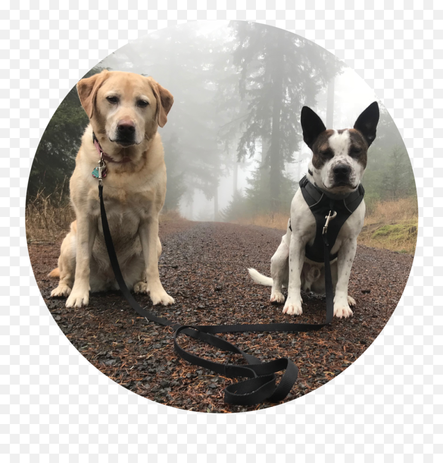 Corvallis Dog Runner - Circular Picture Of A Dog Emoji,Dog Png