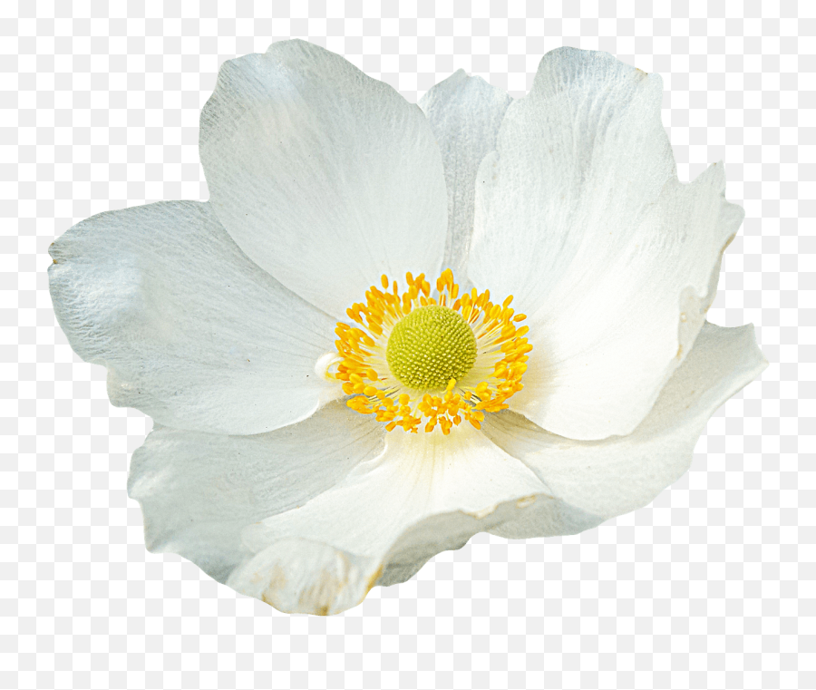 White Flower Transparent Png - Matilija Poppies Emoji,White Flower Png