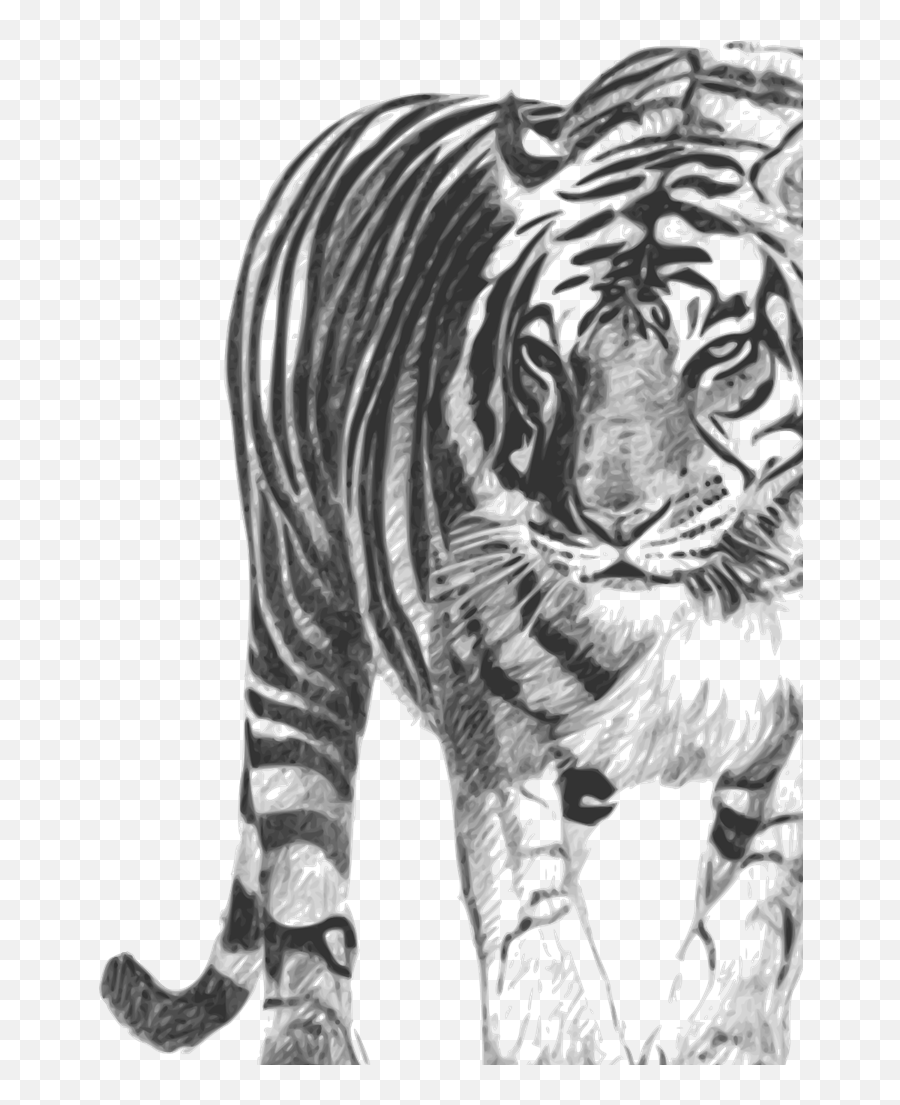 Bengal Tiger Svg Vector Bengal Tiger Clip Art - Svg Clipart Bengal Tiger Emoji,Tiger Clipart Black And White